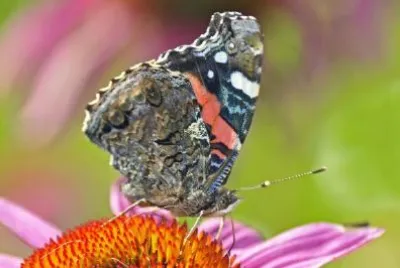 Red Admiral Butterfly jigsaw puzzle