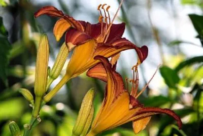 Lilien