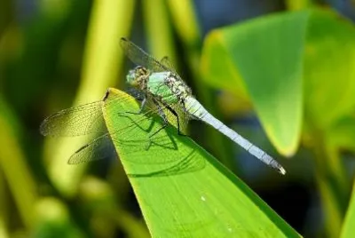 Libellula su una foglia