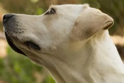 En hund som tittar åt höger