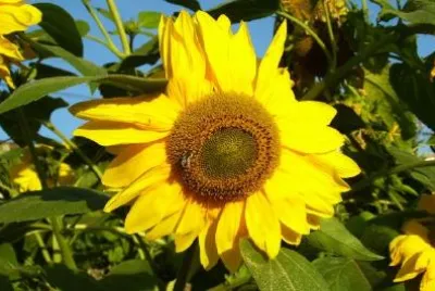 Sunflowers jigsaw puzzle
