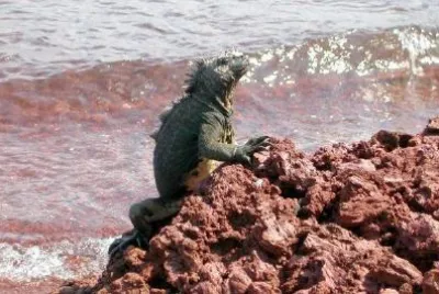 Iguana vicino alla spiaggia