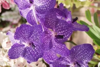 Purple Orchid jigsaw puzzle