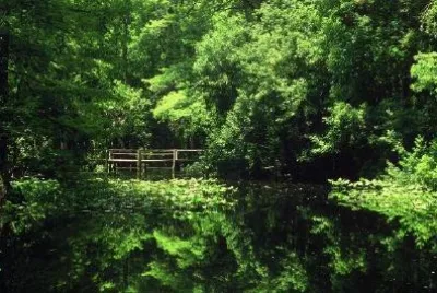 Green garden jigsaw puzzle
