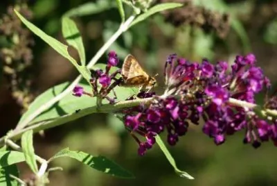 Fjäril på en lila blomma
