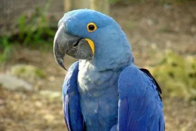 Blå papegoja