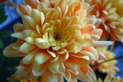 Yellow flower jigsaw puzzle
