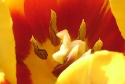 Tulip jigsaw puzzle