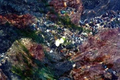 Into the water jigsaw puzzle