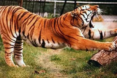 Тигър се прозява