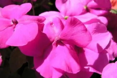 Purple flowers jigsaw puzzle