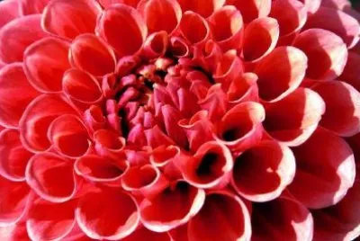 Red Petals jigsaw puzzle