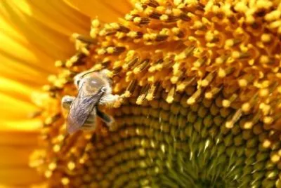 Bee on a Yellow flower jigsaw puzzle