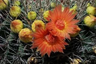Barrel Cactus