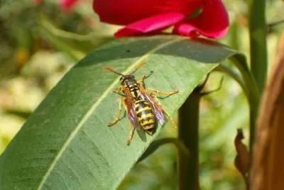 Eine Wespe auf einem Blatt