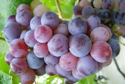 Grapes jigsaw puzzle