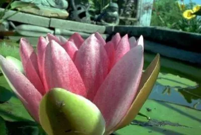 Water Lily jigsaw puzzle