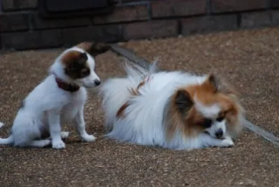 Two Dogs jigsaw puzzle