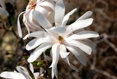 White flower jigsaw puzzle
