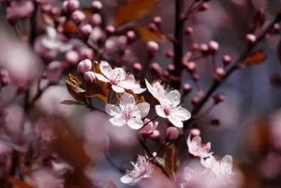 Cherry blossom jigsaw puzzle