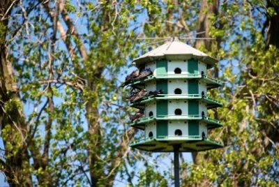 Domek dla ptaków