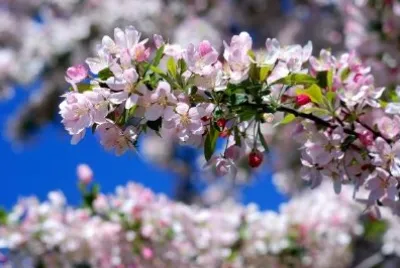 Cherry Blossom jigsaw puzzle