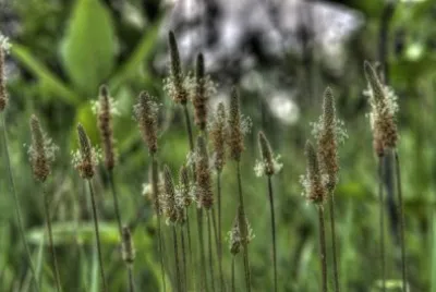 Green Field jigsaw puzzle
