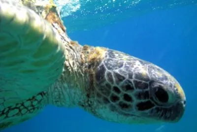 Havssköldpadda