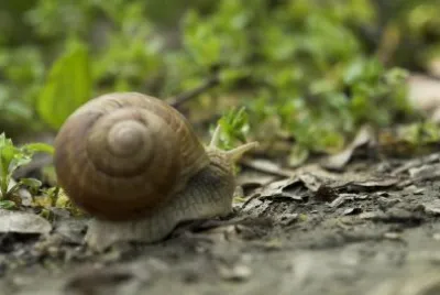 En snigel