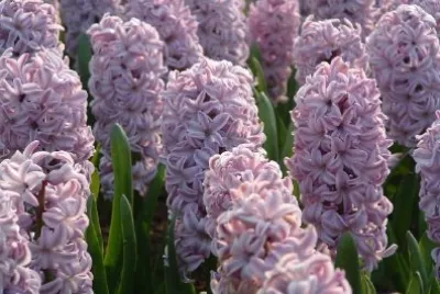 Purple Flowers jigsaw puzzle