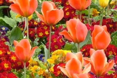 Spring Flowers jigsaw puzzle
