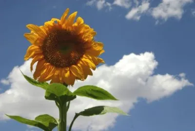 Sunflower jigsaw puzzle