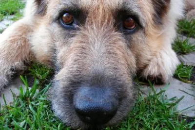 A Cute Dog jigsaw puzzle