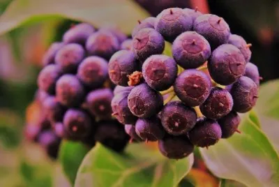 Shrub jigsaw puzzle