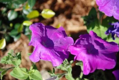 Purple Flowers jigsaw puzzle