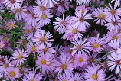 Flores de aster morado