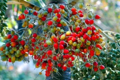 Palm Fruit jigsaw puzzle