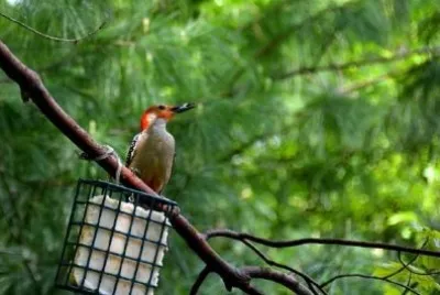 Red bellied woodpecker jigsaw puzzle
