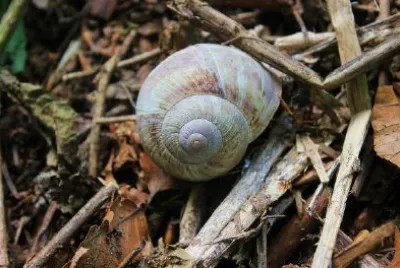 Snail jigsaw puzzle