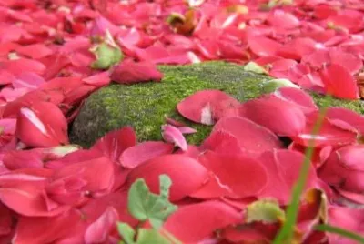 Pink Flowers jigsaw puzzle