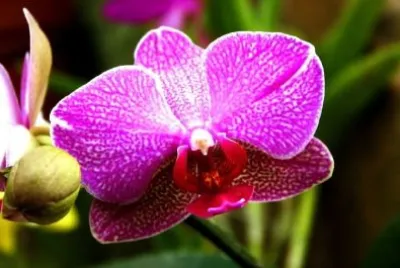Purple Flower jigsaw puzzle