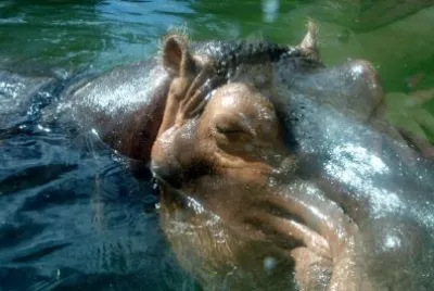 Hipopótamo