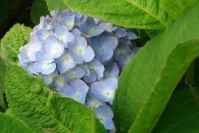 Flowers jigsaw puzzle