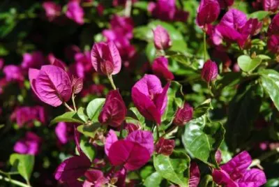 Purple Flowers jigsaw puzzle