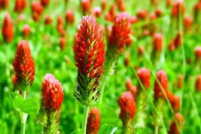 פאזל של פרחי בר