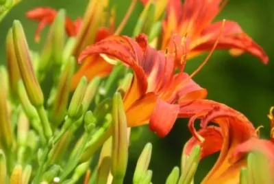 Orange Lilies jigsaw puzzle
