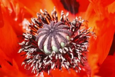 Red Flower jigsaw puzzle