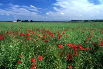 Landscape jigsaw puzzle