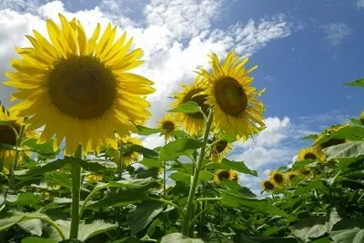 Flowers in the sun jigsaw puzzle