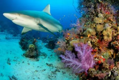 Under the sea jigsaw puzzle